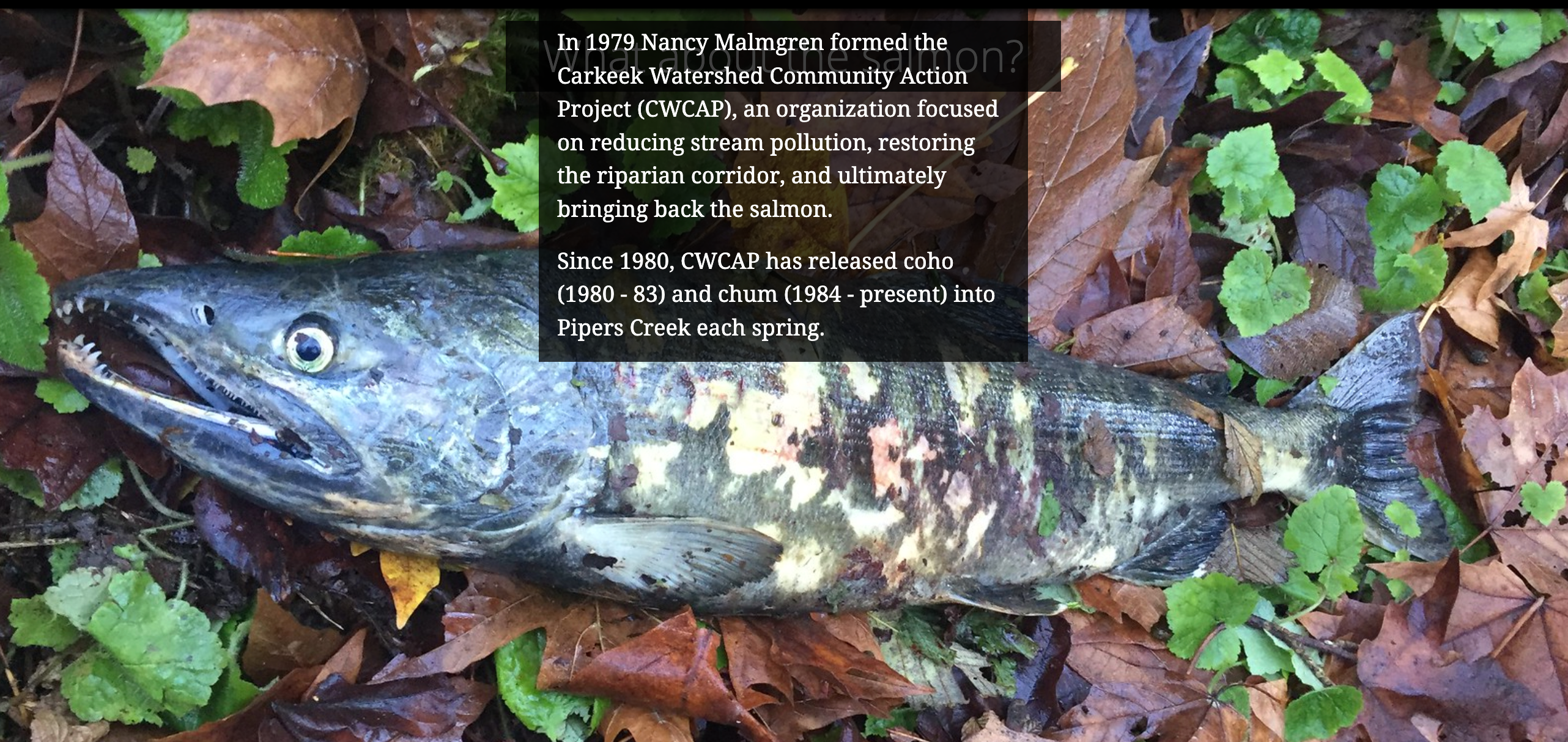 Salmon on leaves. Text: In 1979 Nany Malmgren formed teh CWCAP focused on reducing stream pollution, restoring corridor and bringing back Salmon. Since 1980 CWCAP has release Coho, Chum into Pipers Creek