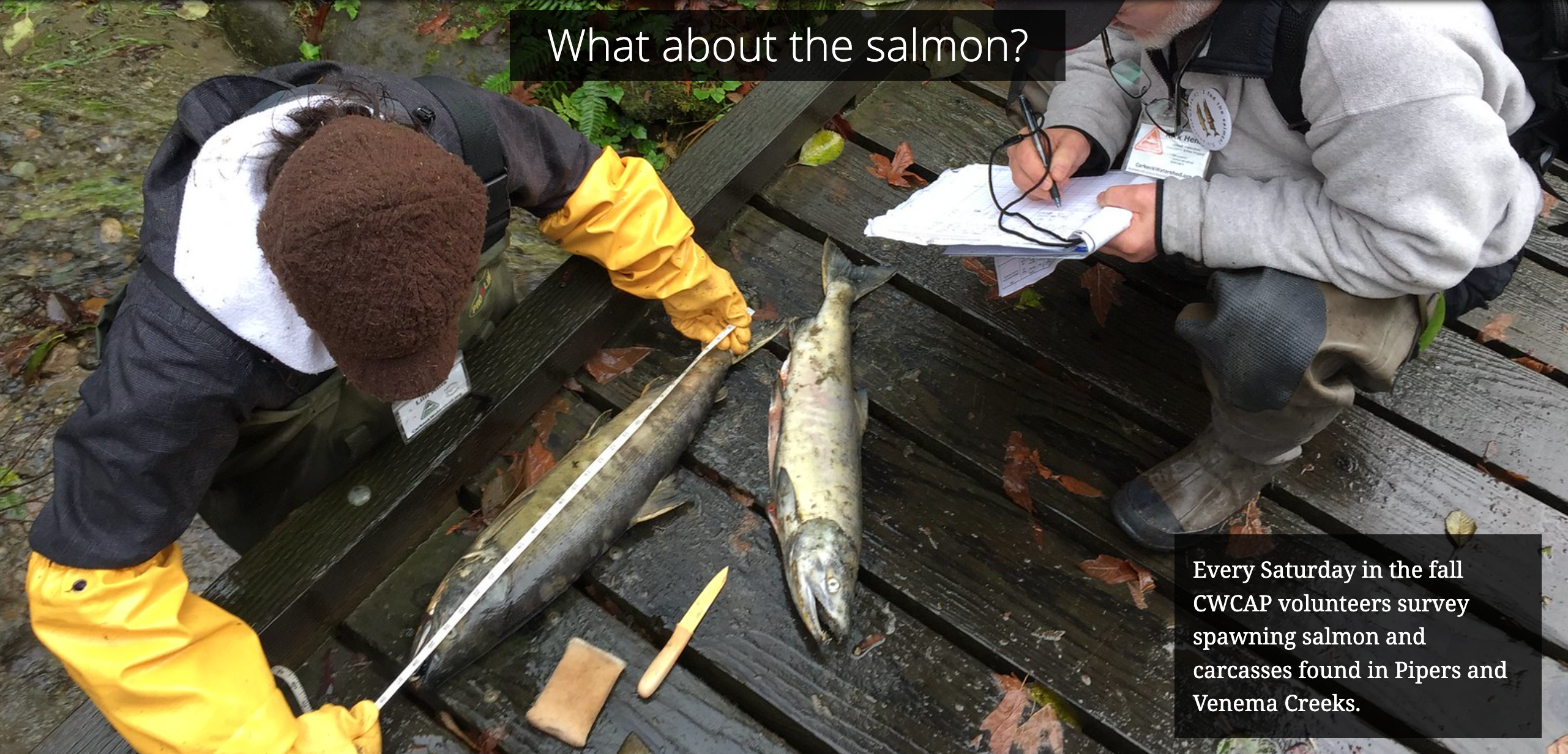 Students measuring salmon on a dock