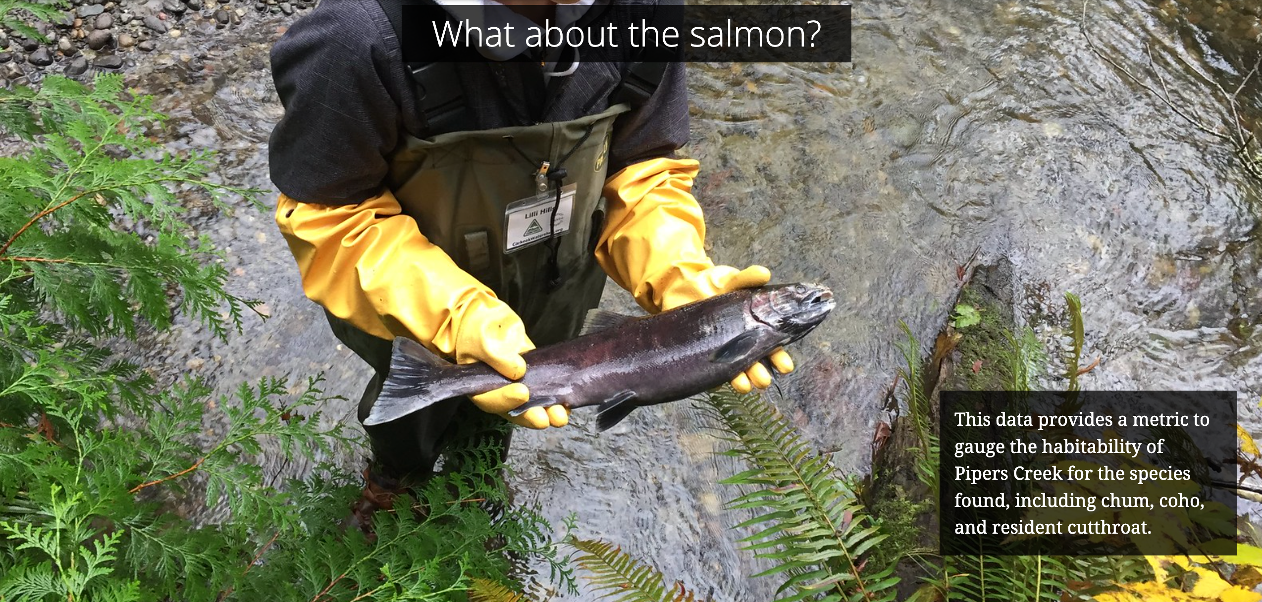 Student holding salmon. Text: Data provides a metric to gauge the habitability of Pipers Creek for chum, coho and resident cutthroat.